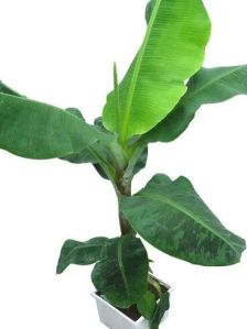 banana tissue culture plants