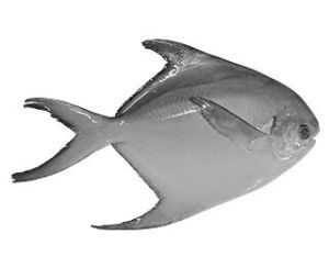 Silver Pomfret Fish