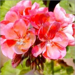 Geranium Oil