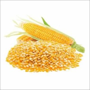 Yellow Maize Seeds