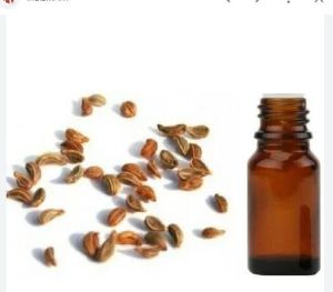 Tomar Seed Essential Oil