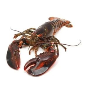 Frozen Whole Lobster