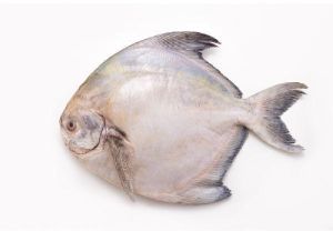 Pomfret