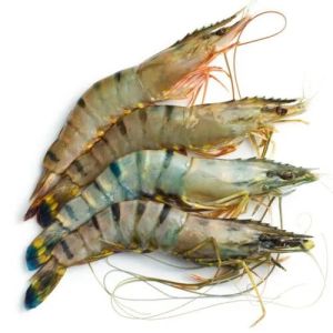 Tiger Prawns