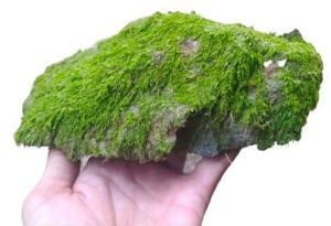 Green Moss Stone for Terrarium