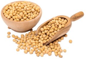 gmo HUMAN CONSUMPTION ORGANIC SOYBEAN