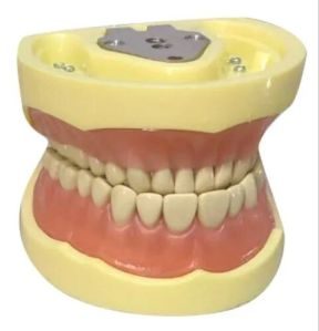 Artificial Teeth Set