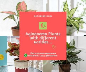 Aglaonema Plants