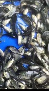 Tilapia Fish Seeds