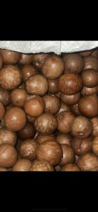 Macadamia Nut