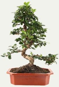 Carmona Bonsai Plants