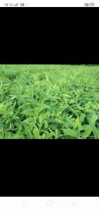 sandalwood plants(white)