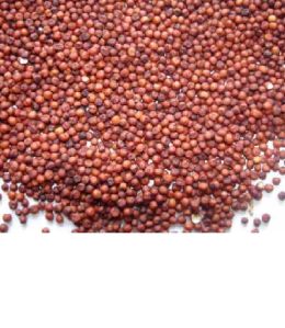 Ragi Seeds