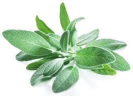 Sage Essential Oil