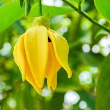 Ylang Ylang Oil