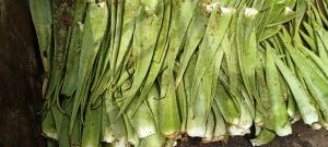 Aloe Vera Plant