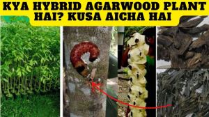 Agarwood Plant