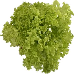 GREEN LETTUCE