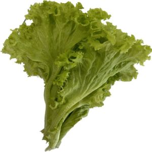 lettuce iceberg