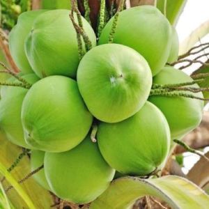 Tender Coconut