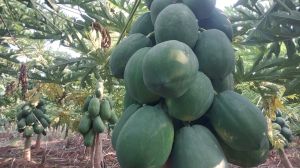 Hybrid Papaya Seeds