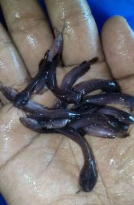 Desi Magur Fish Seeds