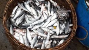 Grey Mullet Fish Seeds