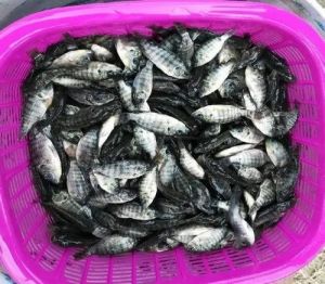 Monosex Tilapia Fish Seeds