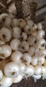 Natural White Onion