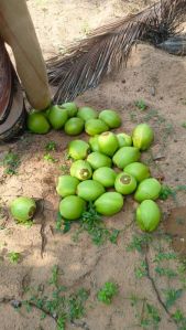 Tender Coconut