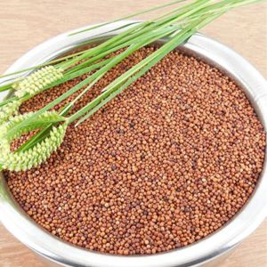 Ragi Seeds