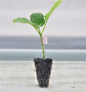 Grafted Brinjal Plant