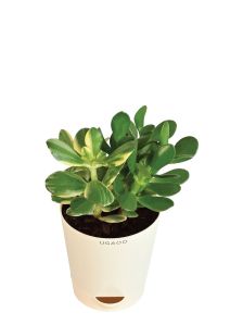 Crassula Ovata Green and Variegated Plant Bouquet