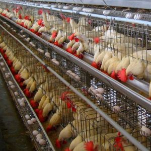 Poultry Layer Cage