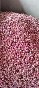 Sambar Onion