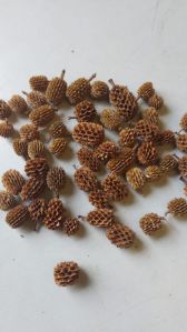 Casurina Pods