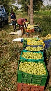 Amla Fruit