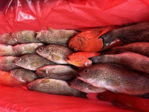 Black mix grouper Fish