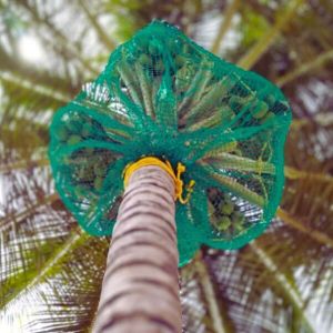 coconut tree safety nets