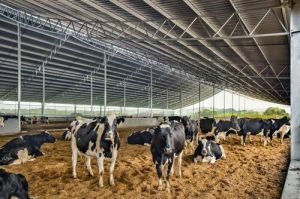 Dairy Farm Cattle Shed Service