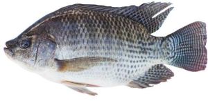 Thilapia Fish