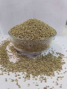 Pearl Millet