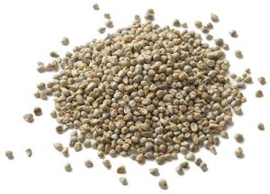 Pearl Millet