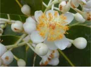 surangi phool flower for fragrance