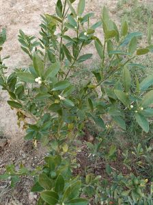 Fruits Plants