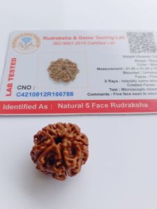 5 Mukhi Nepali Rudraksha