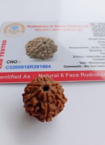 6 Mukhi Nepali Rudraksha