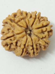 8 Mukhi Nepali Rudraksha Bead