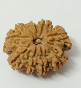 9 Mukhi Rudraksha