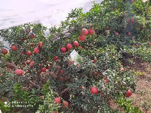 Pomegranate Plants